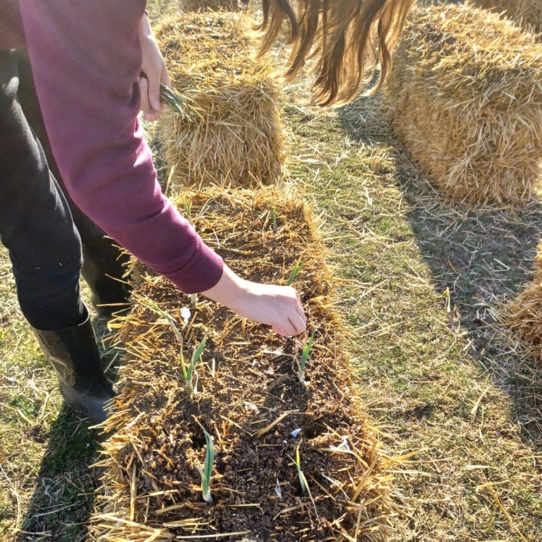 Adventures of Straw Bale Gardening: Pros and Cons